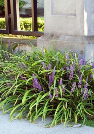 LIRIOPE muscari